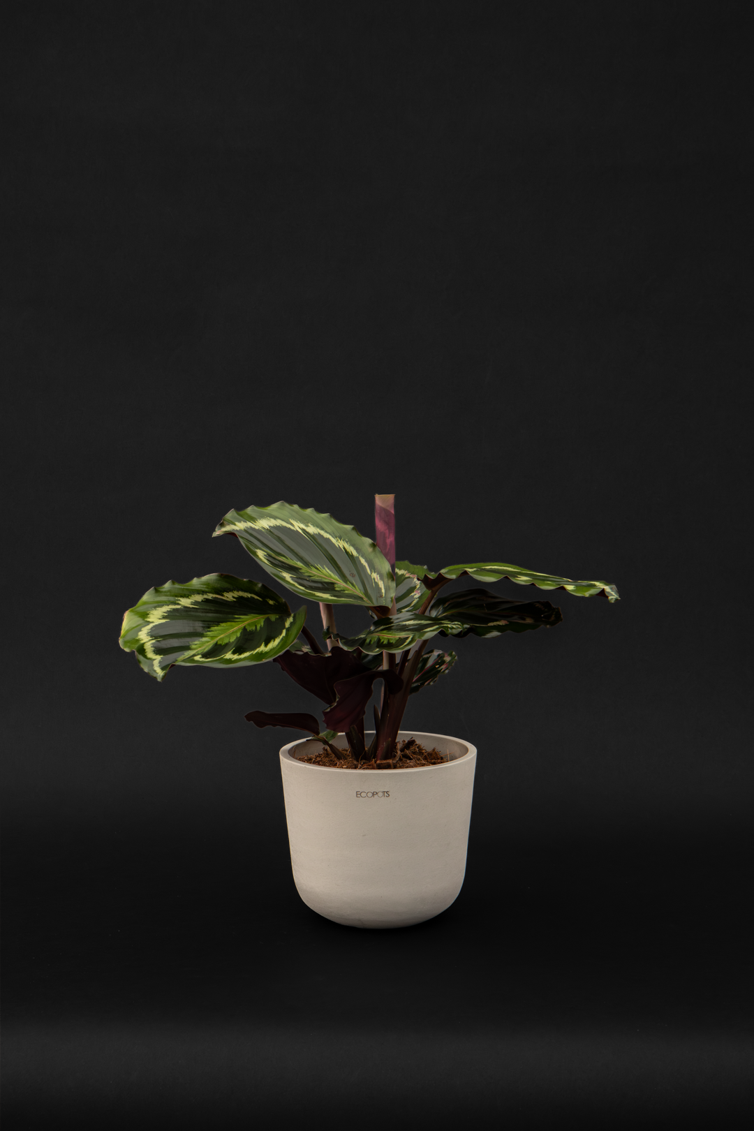 Калатея - Calathea Medalion