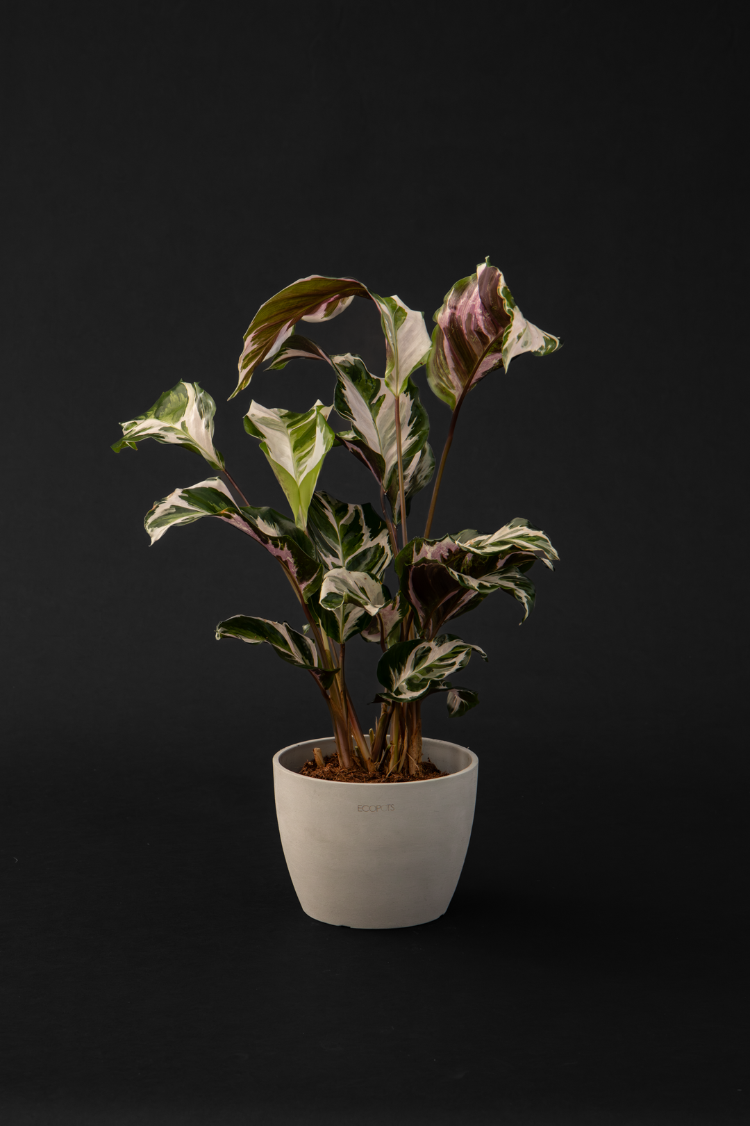 Калатея - Calathea Fusion white
