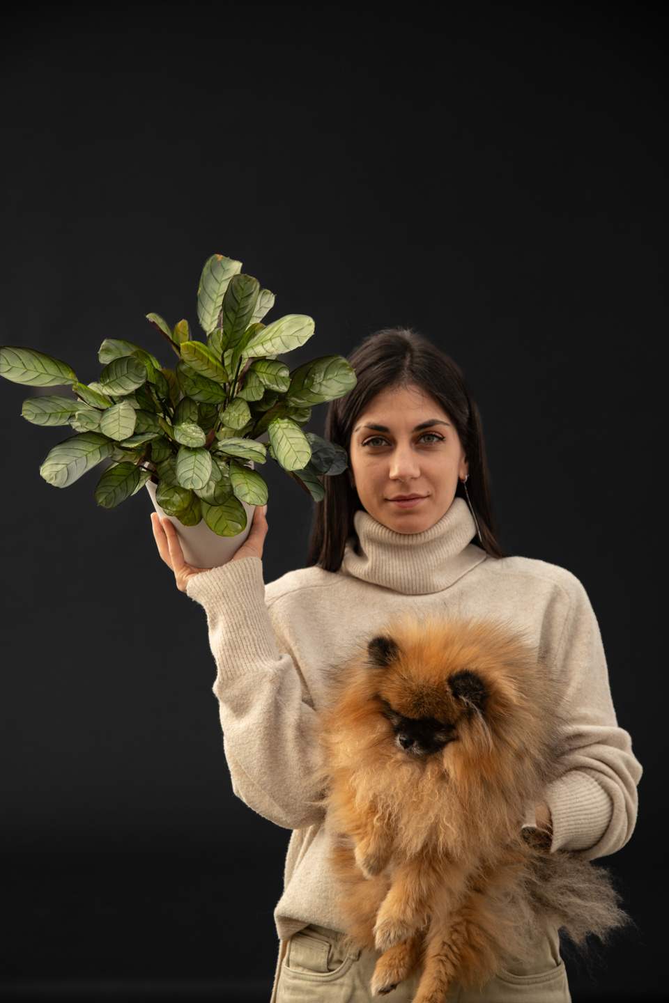 Ктенанте - Ctenanthe Burle marxii