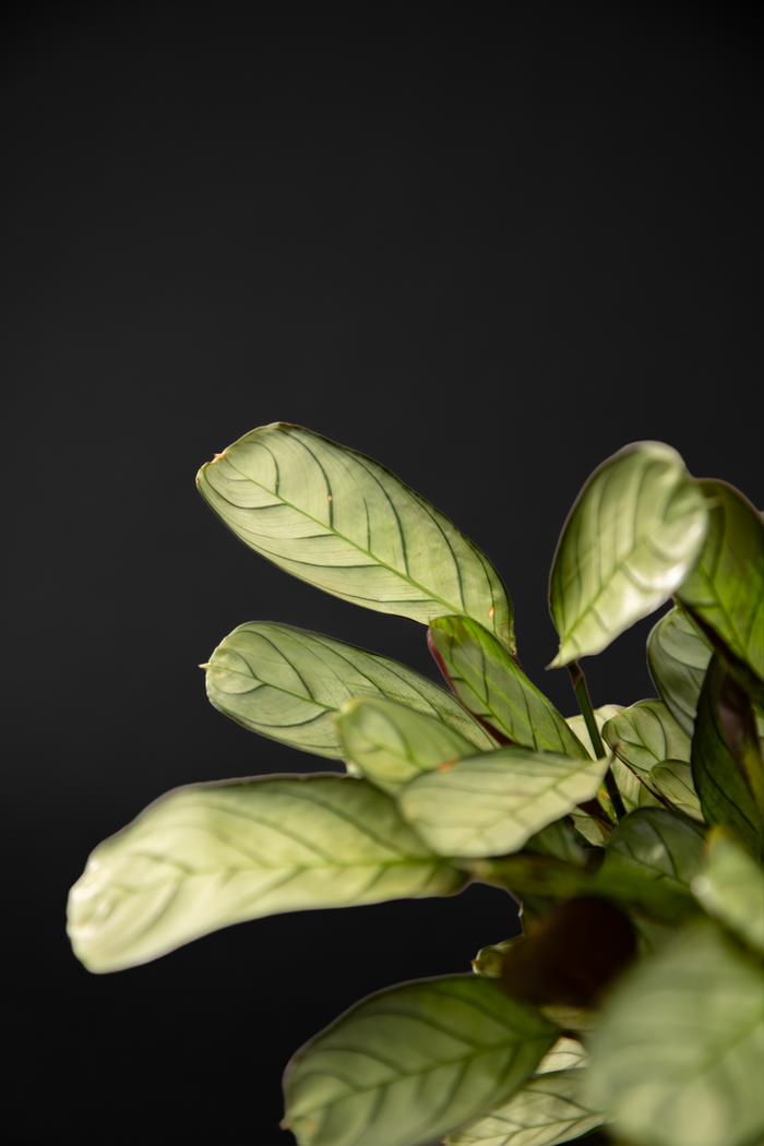 Ктенанте - Ctenanthe Burle marxii