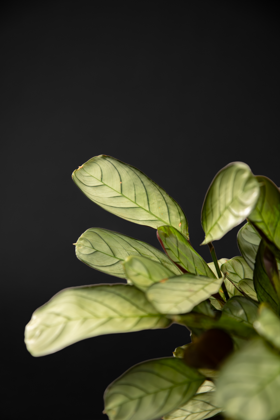 Ктенанте - Ctenanthe Burle marxii