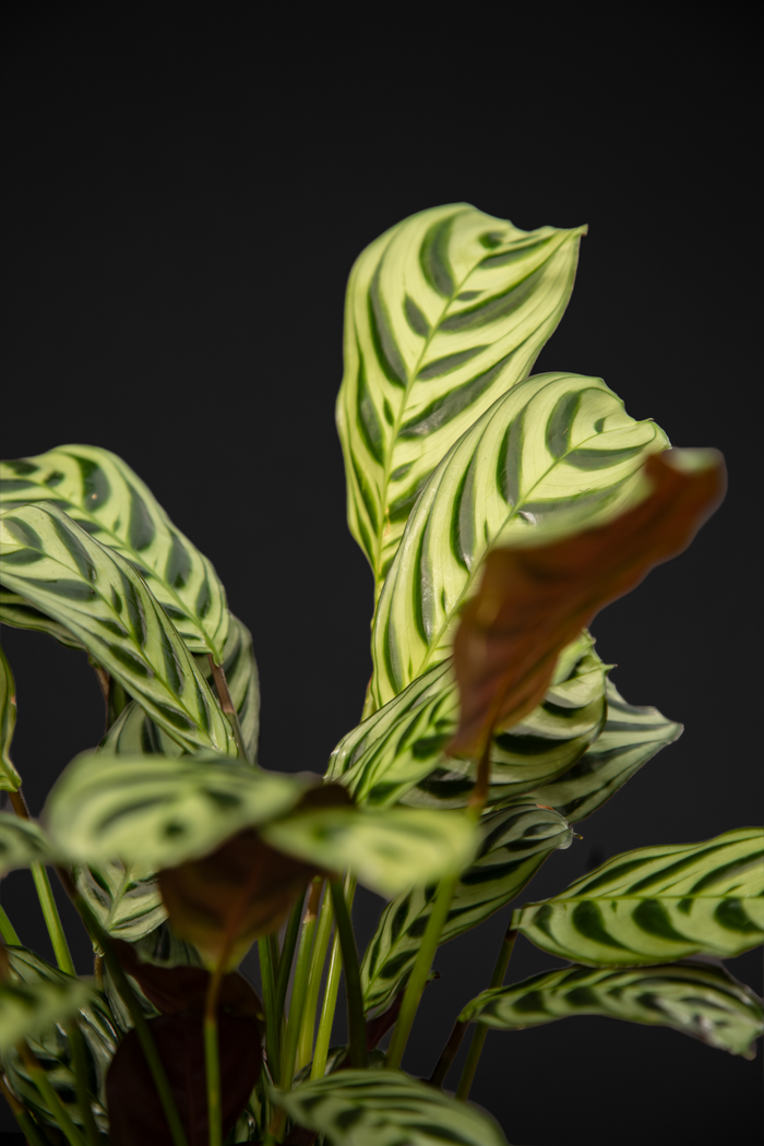 Ктенанте - Ctenanthe Amagris