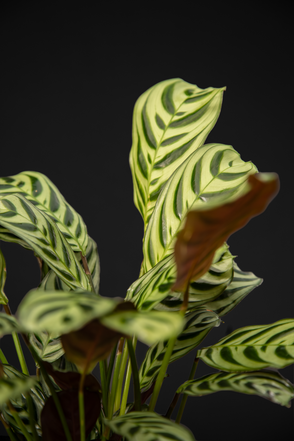 Ктенанте - Ctenanthe Amagris