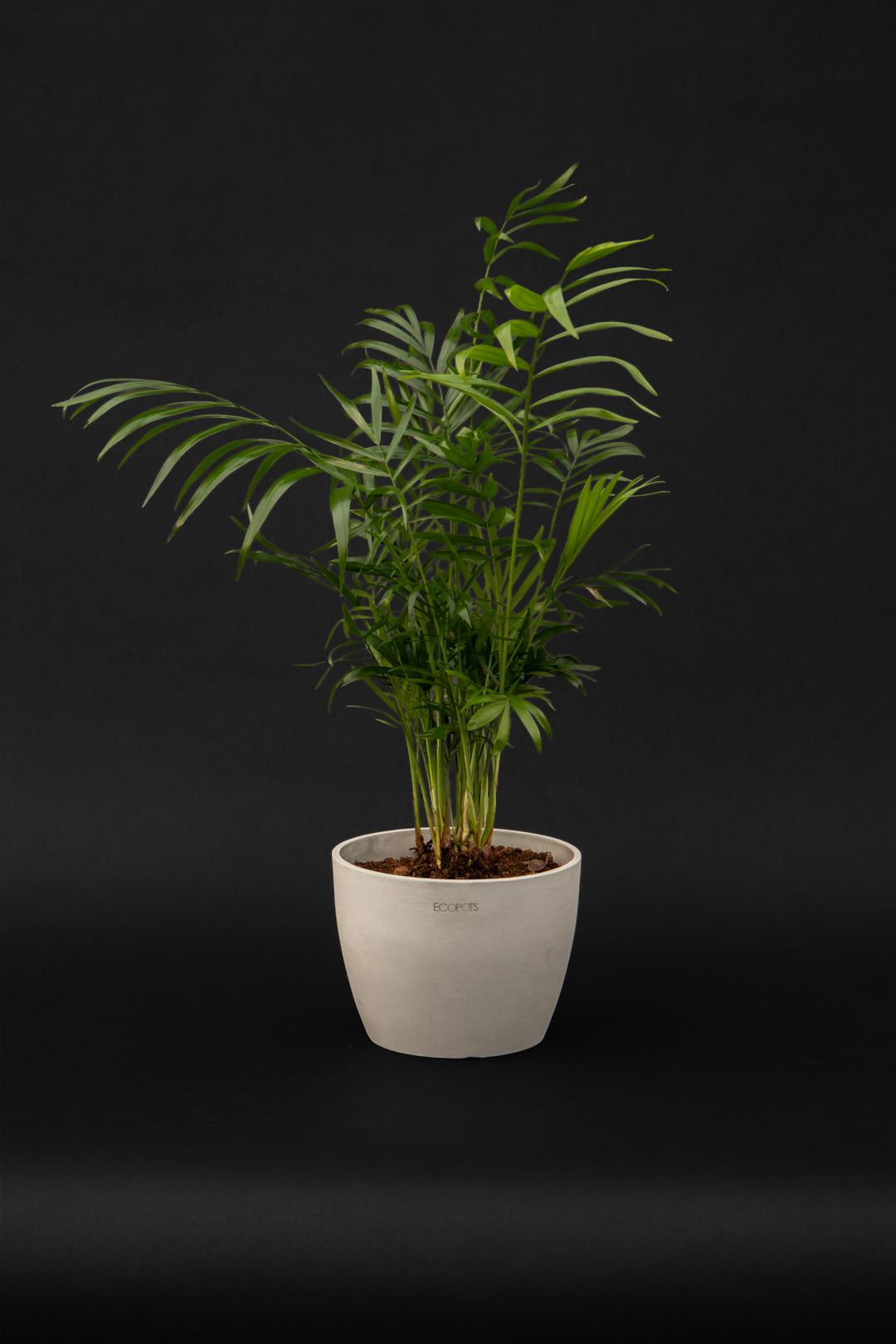Хамедорея - Chamaedorea Elegans small