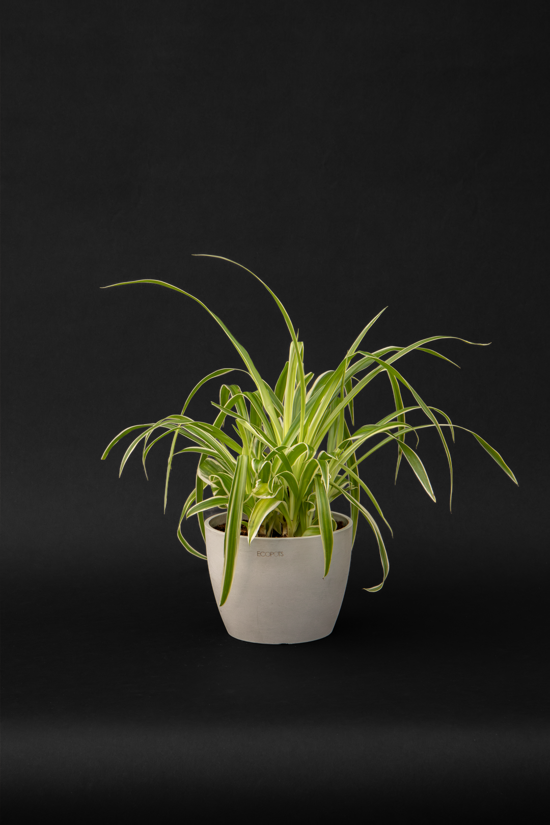 Хлорофитум - Chlorophytum Vitatum