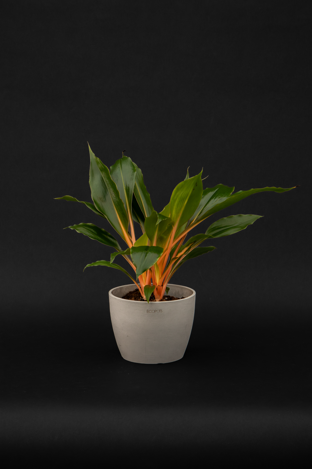 Хлорофитум - Chlorophytum Green Orange