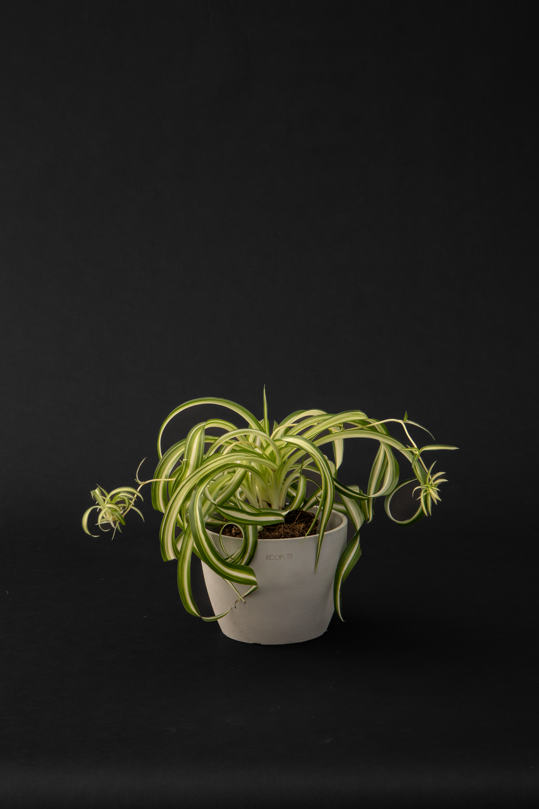 Хлорофитум - Chlorophytum Curly Spider