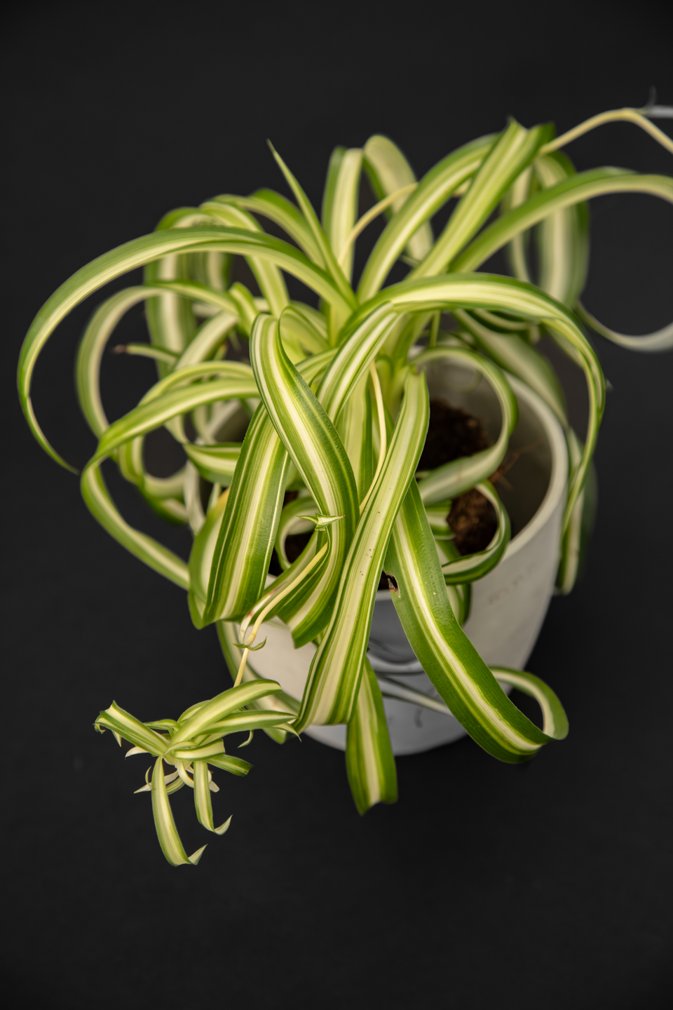 Хлорофитум - Chlorophytum Curly Spider