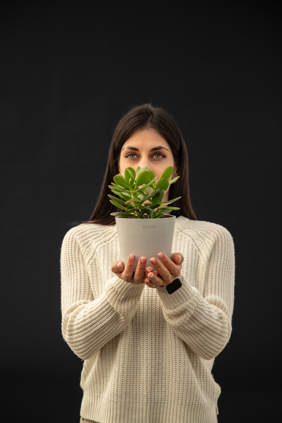 Дървото на живота /Красула/ - Crassula Ovata