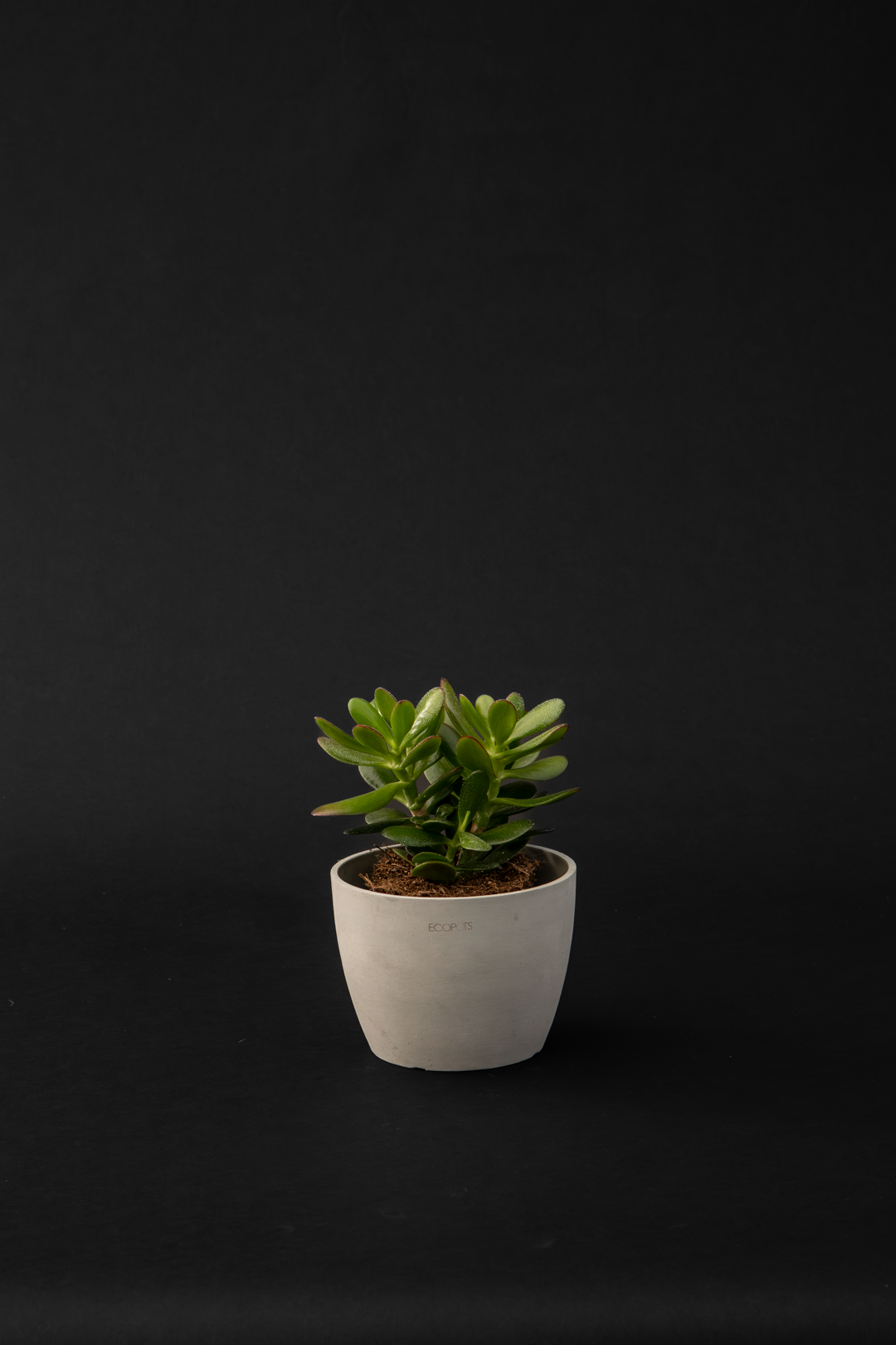 Дървото на живота /Красула/ - Crassula Ovata