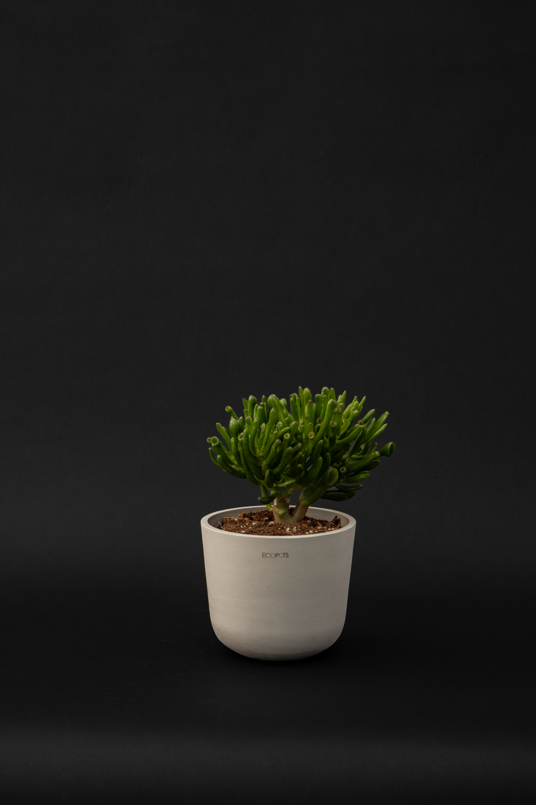 Красула - Crassula Trompet