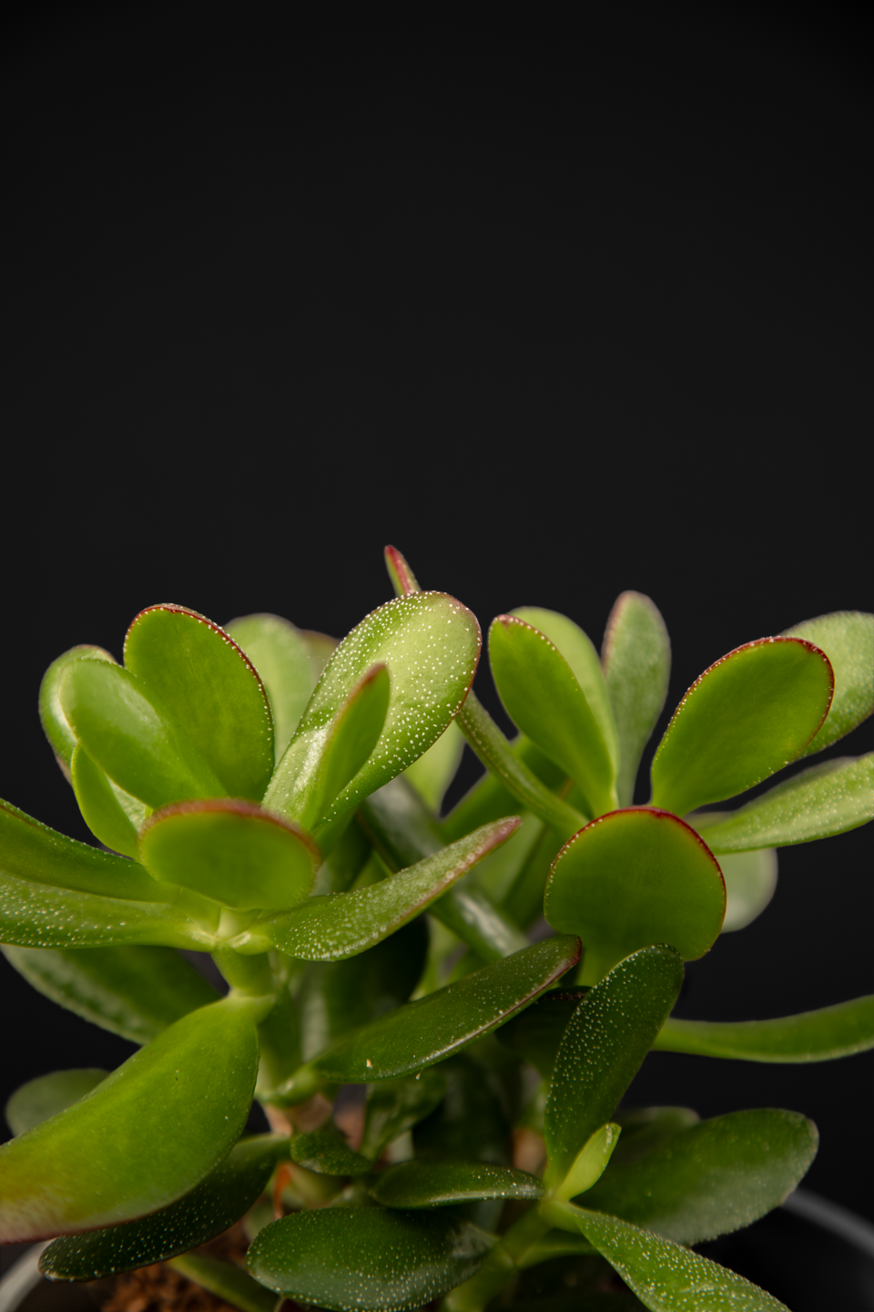 Дървото на живота /Красула/ - Crassula Ovata