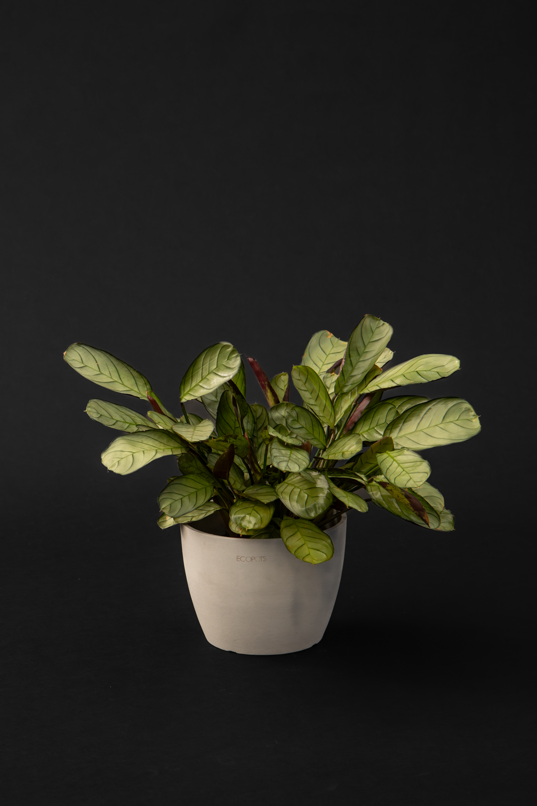 Ктенанте - Ctenanthe Burle marxii