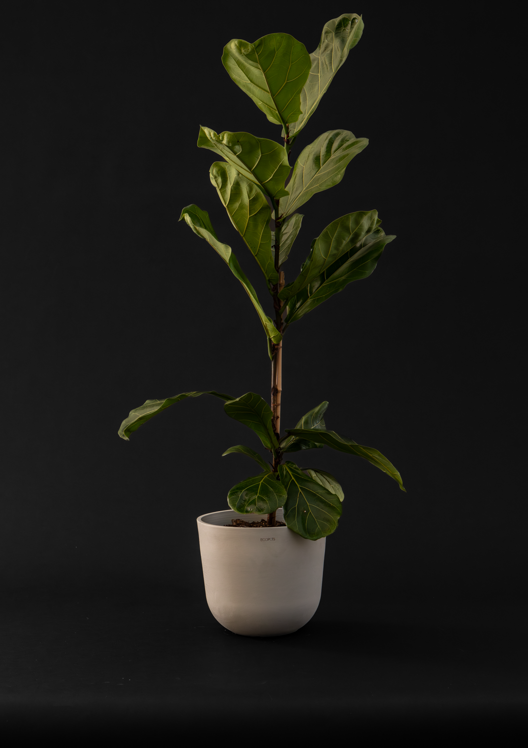 Фикус - Ficus Lyrata Big