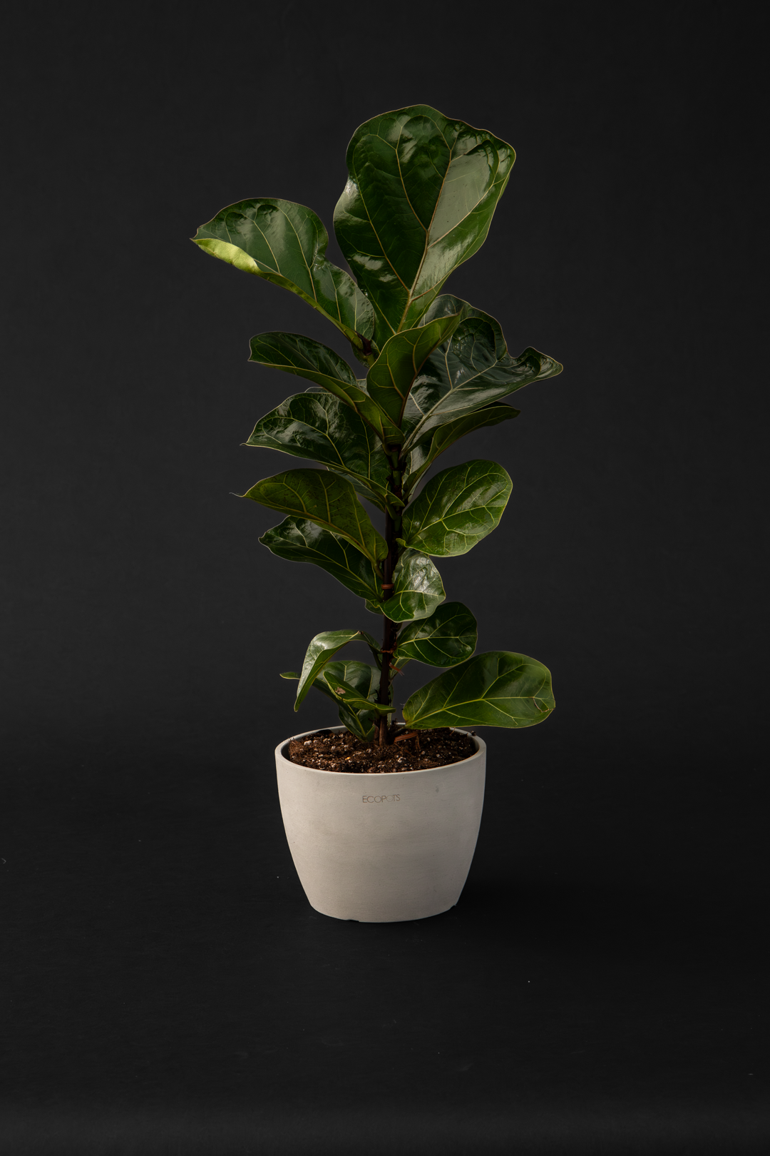 Фикус - Ficus Lyrata Bambino