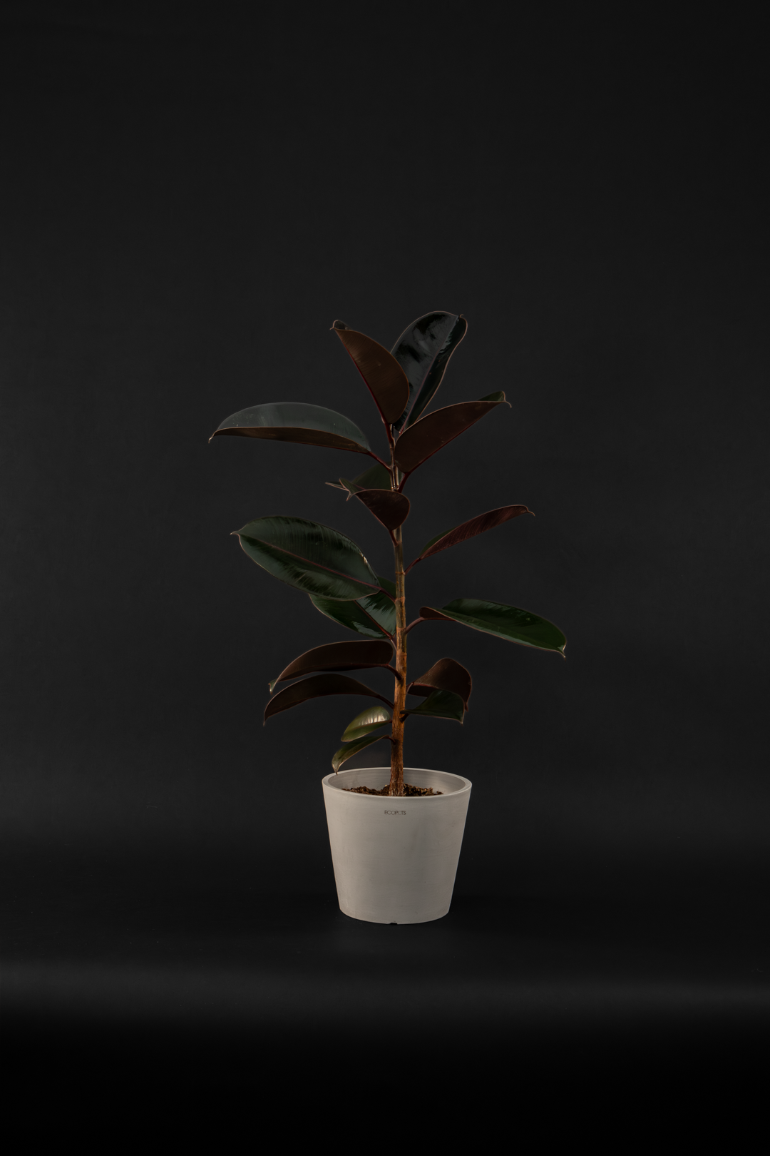 Фикус - Ficus Elastica Melany