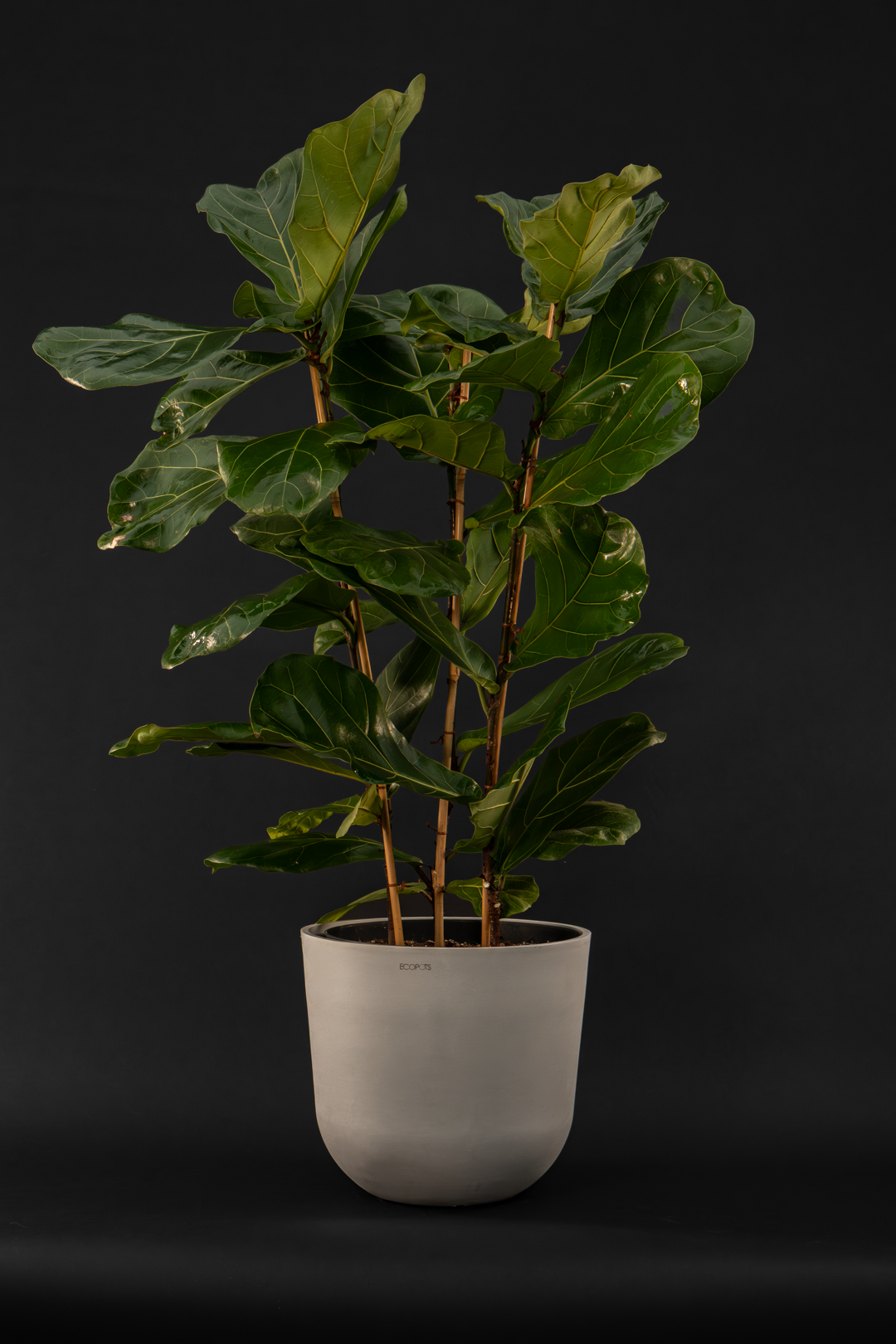 Фикус - Ficus Lyrata Trio Big
