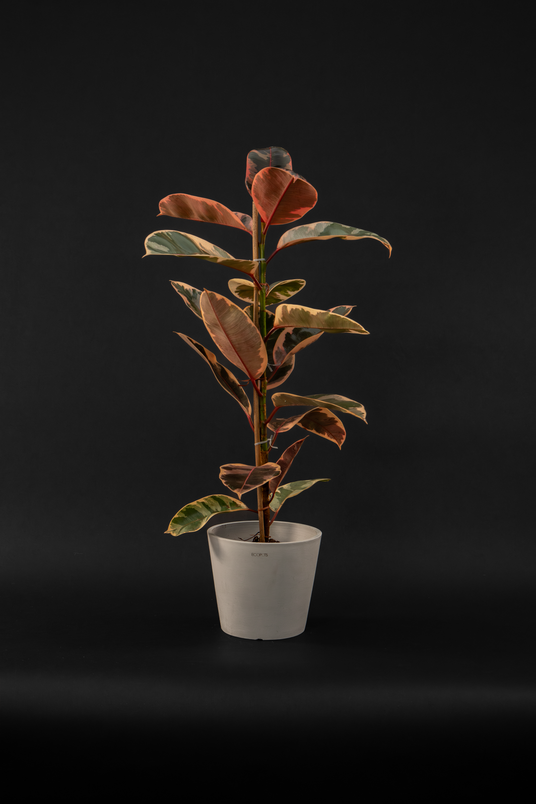 Фикус - Ficus Elastica Belize