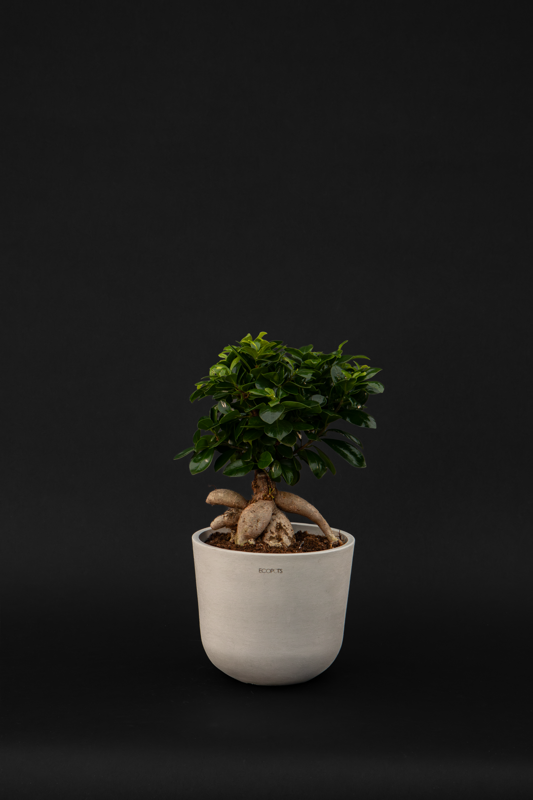 Бонсай - Ficus Ginseng Bonsai