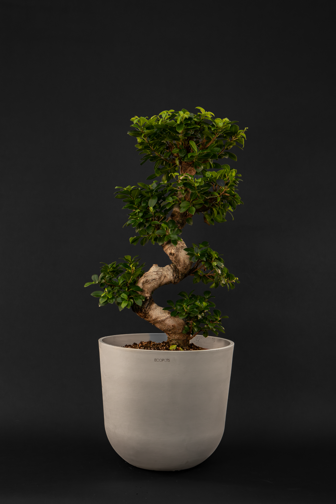 Бонсай - Ficus Ginseng Bonsai Big