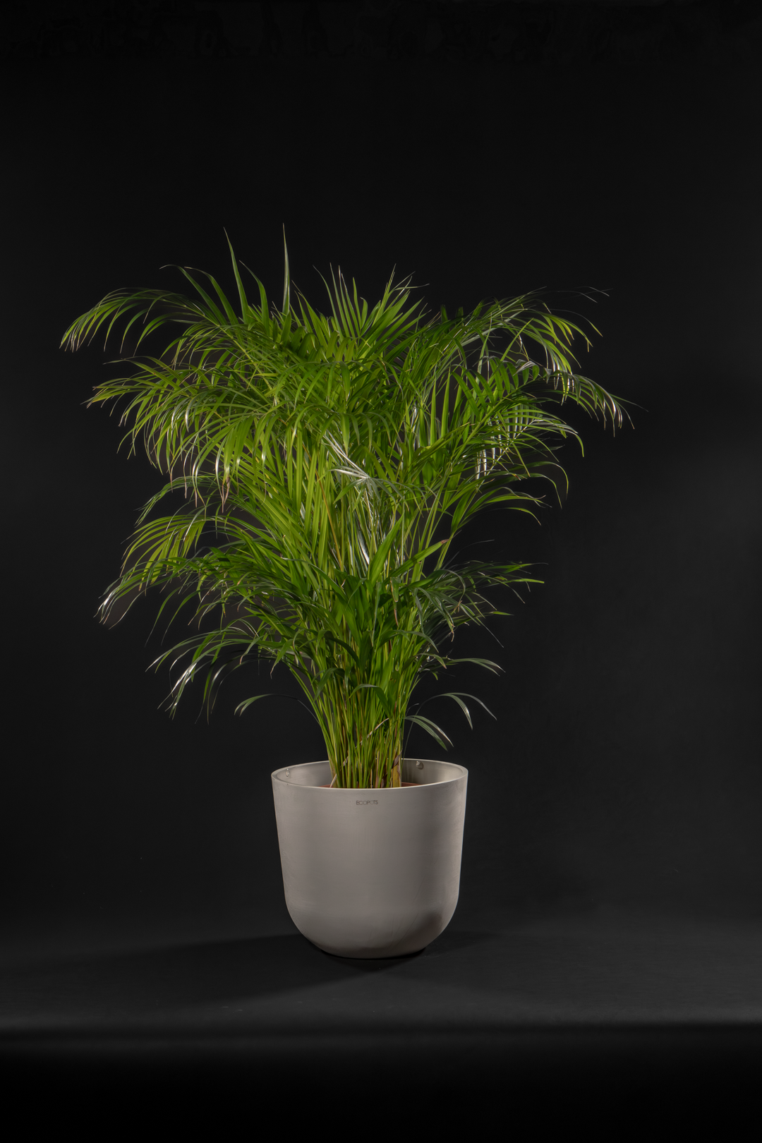 Арека - Areca Big