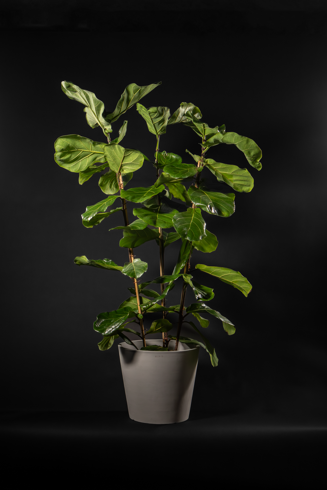 Фикус - Ficus Lyrata Trio Mega