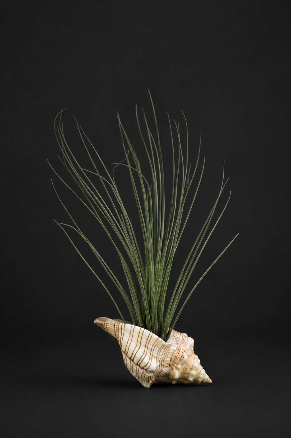 Juncea SeaShell