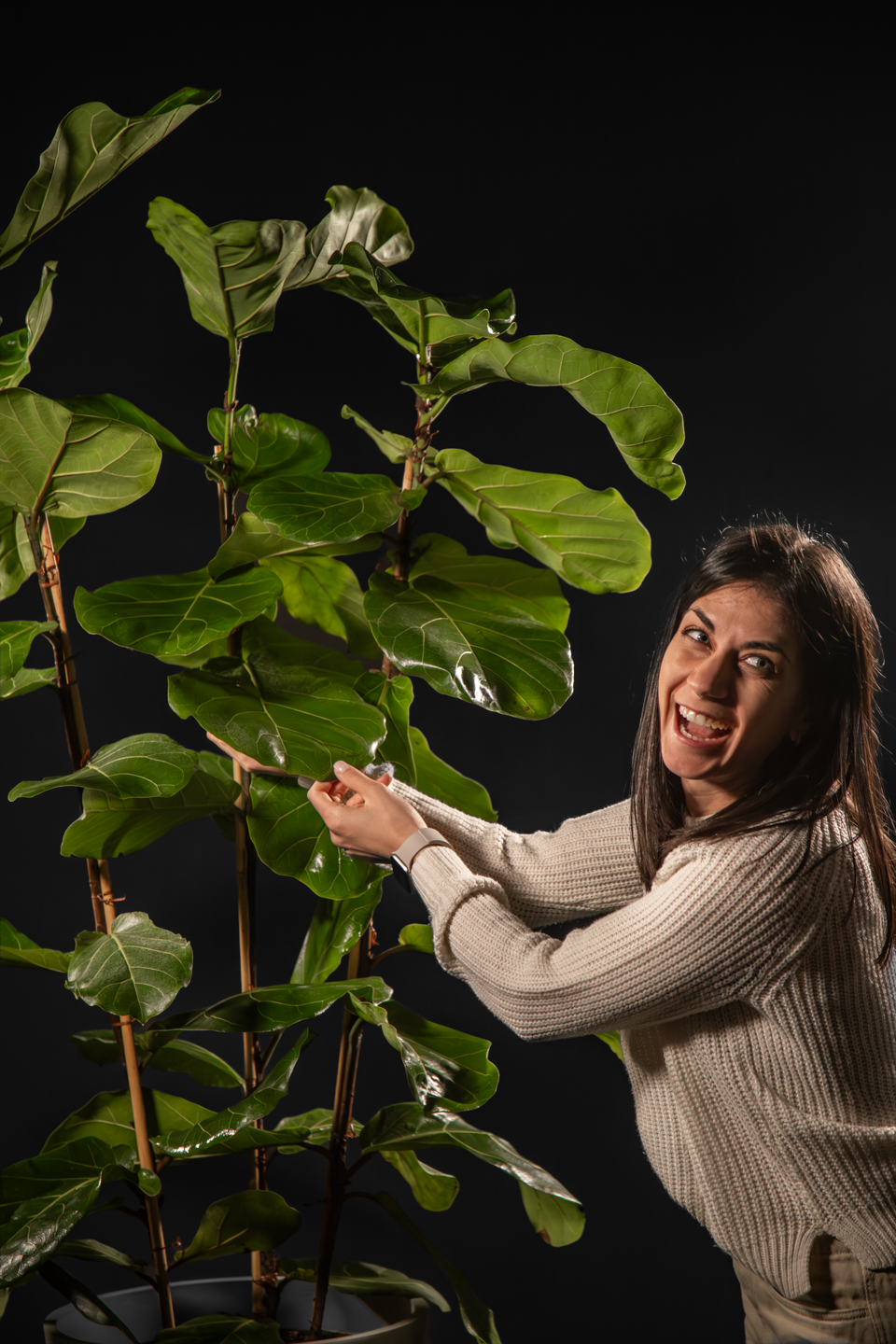 Фикус - Ficus Lyrata Trio Mega