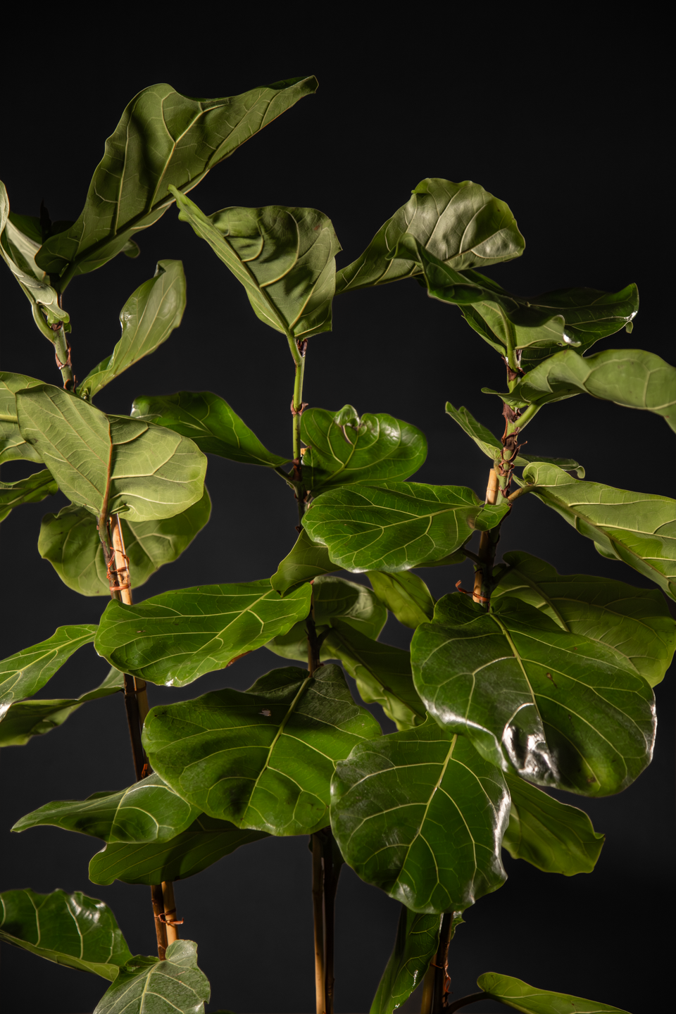 Фикус - Ficus Lyrata Trio Mega