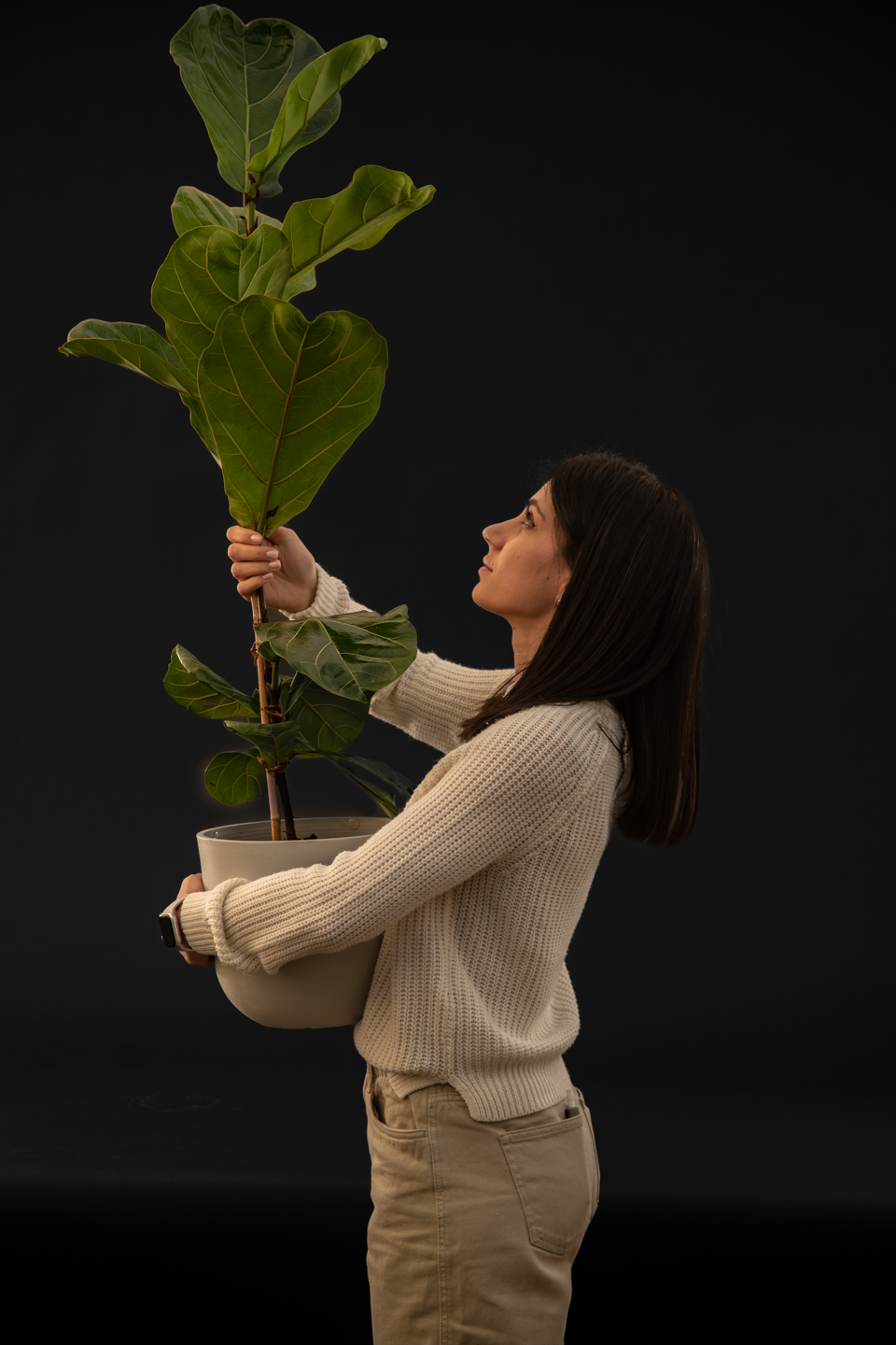 Фикус - Ficus Lyrata Big