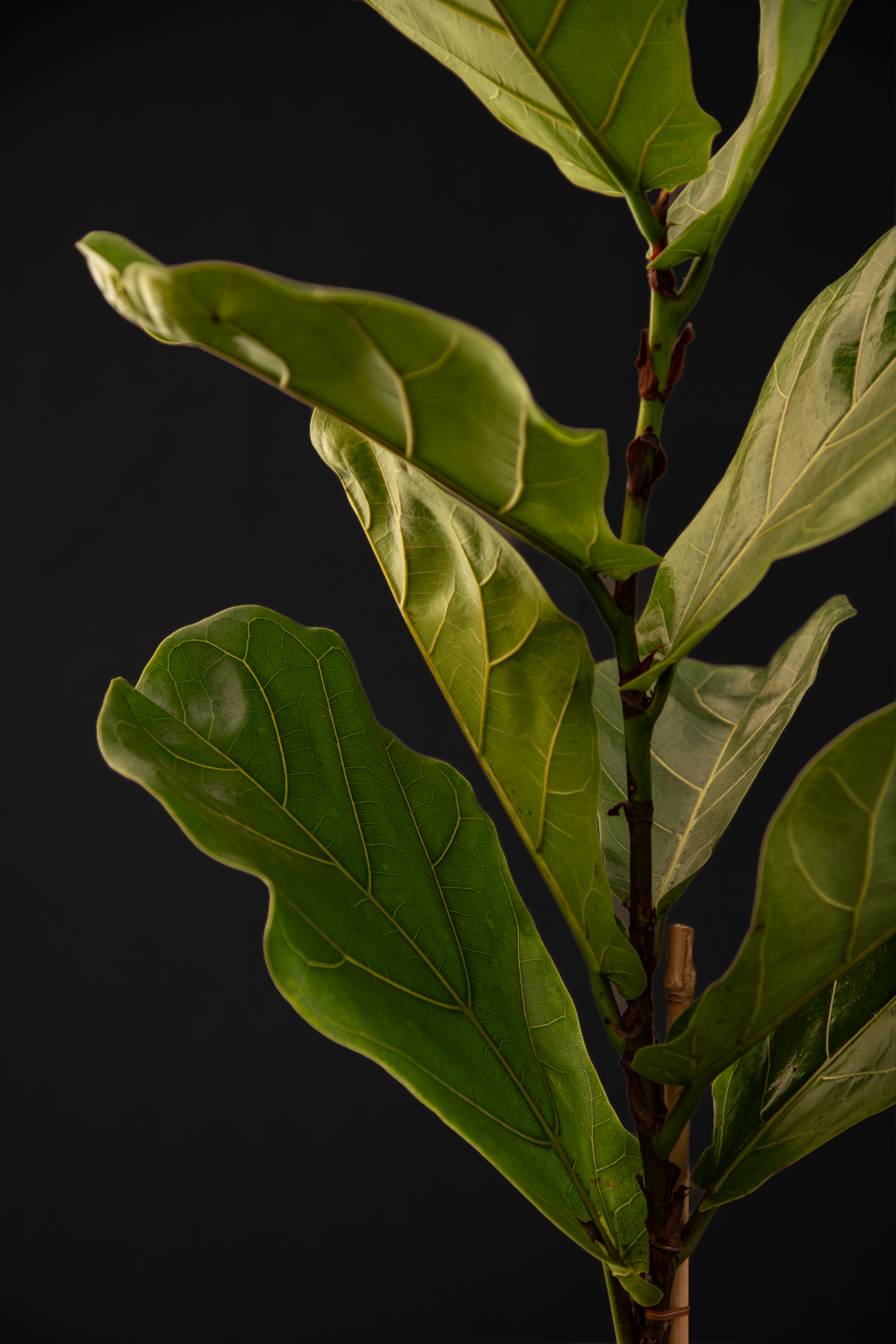 Фикус - Ficus Lyrata Big