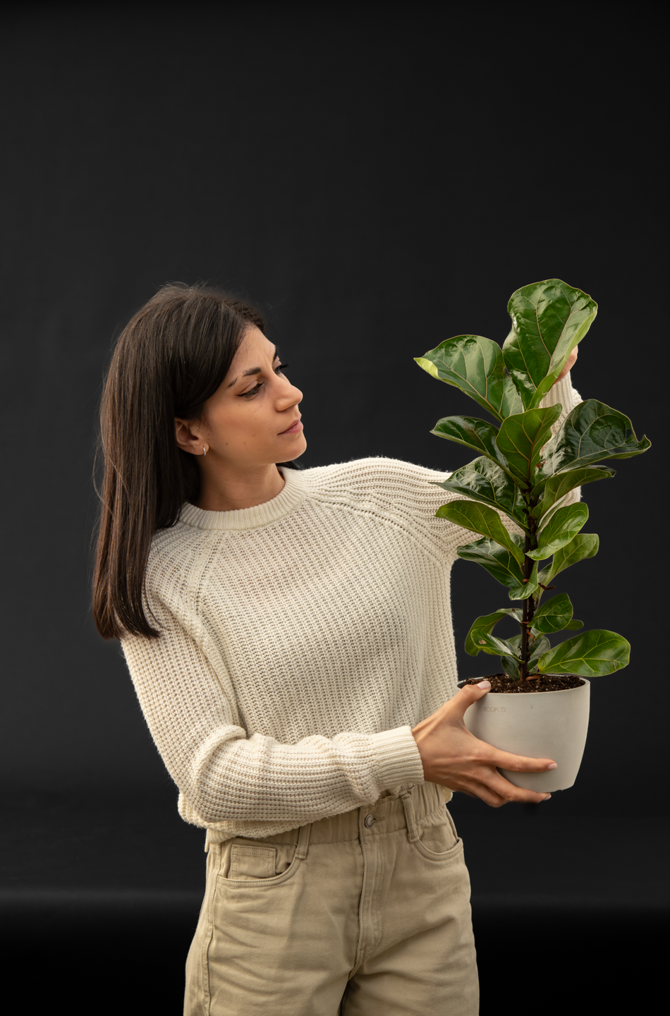 Фикус - Ficus Lyrata Bambino
