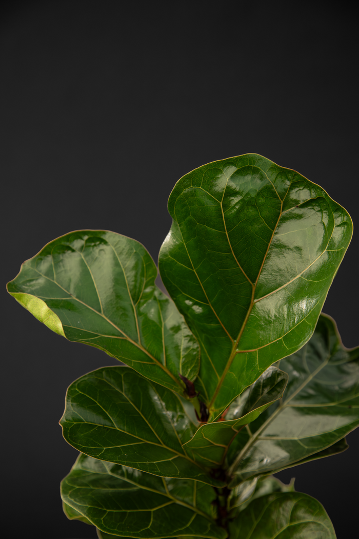 Фикус - Ficus Lyrata Bambino