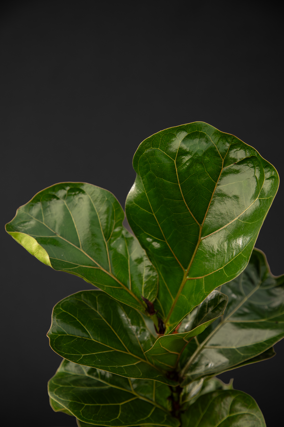 Фикус - Ficus Lyrata Bambino