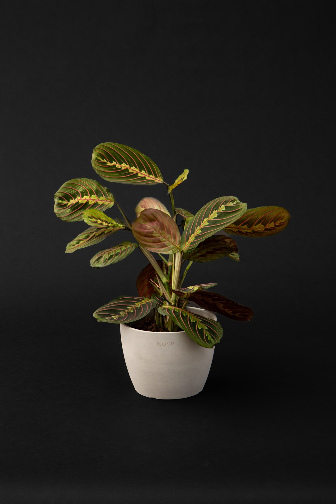 Маранта - Maranta Leuconeura var.