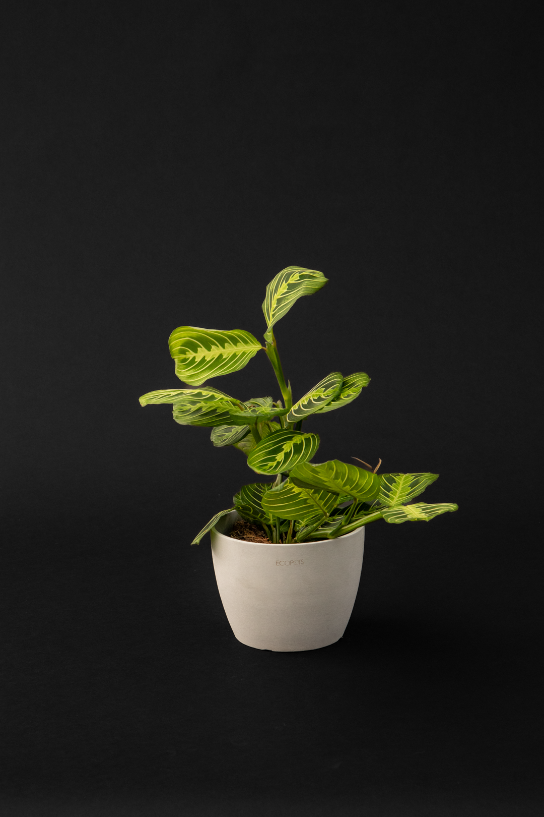 Маранта - Maranta Leuconeura green