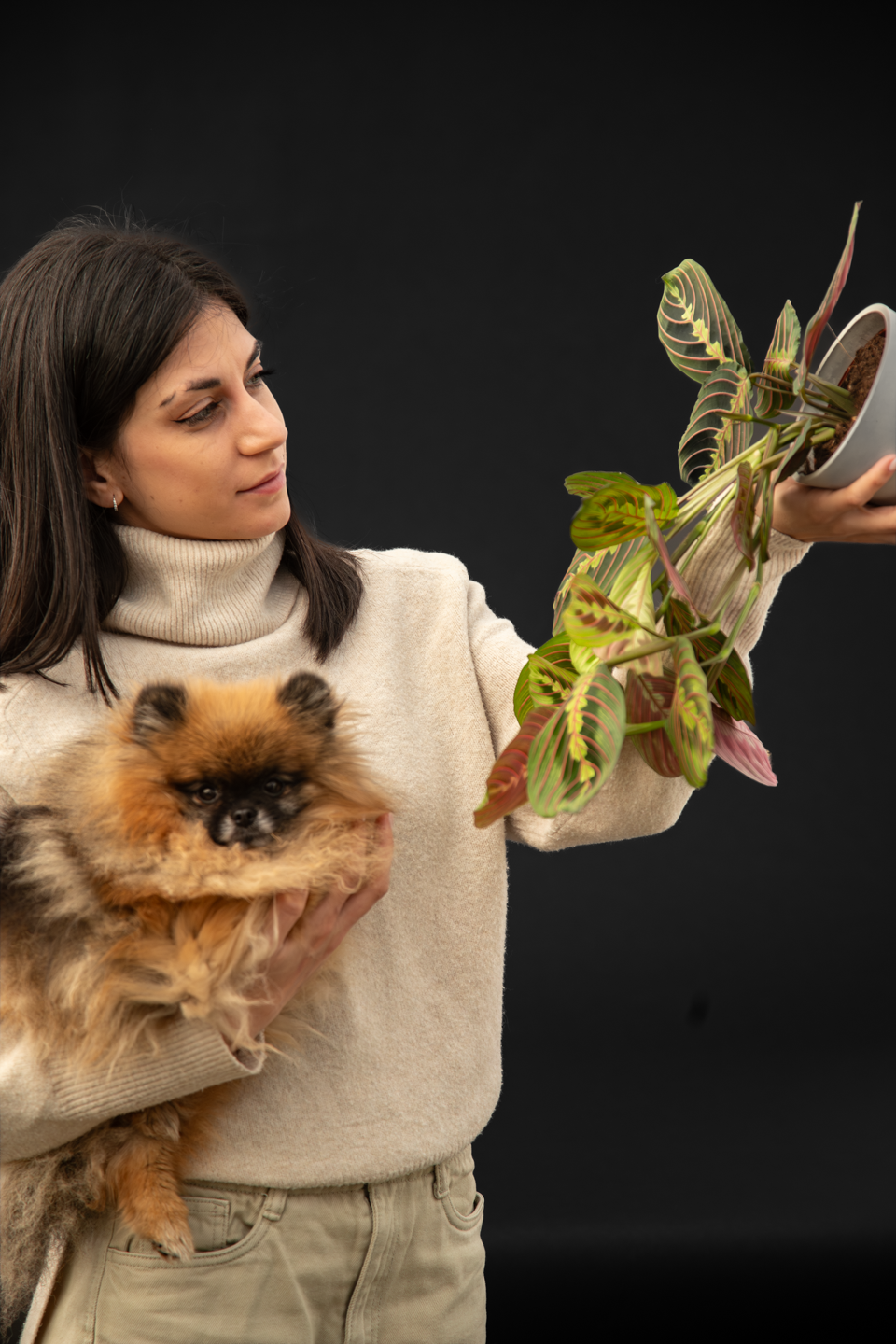 Маранта - Maranta Leuconeura var.