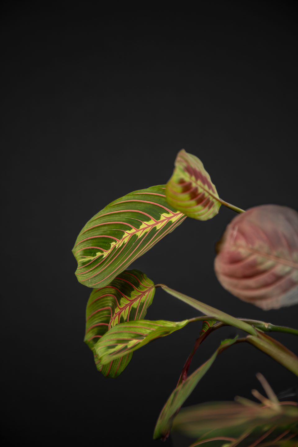 Маранта - Maranta Leuconeura var.