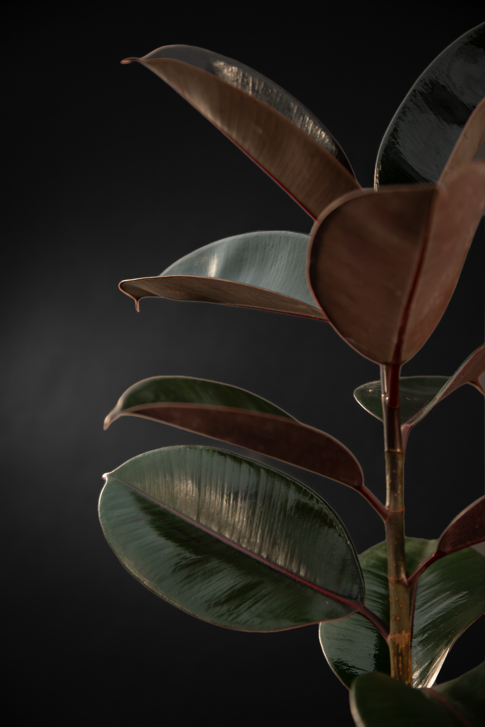 Фикус - Ficus Elastica Melany