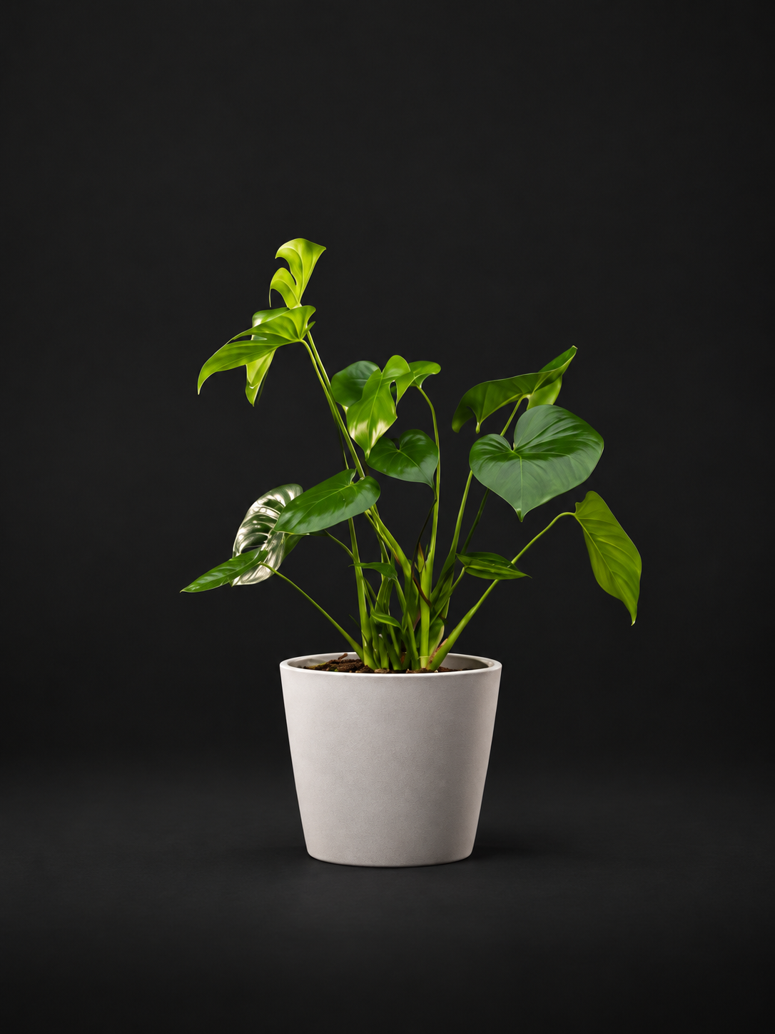 Монстера - Monstera Deliciosa