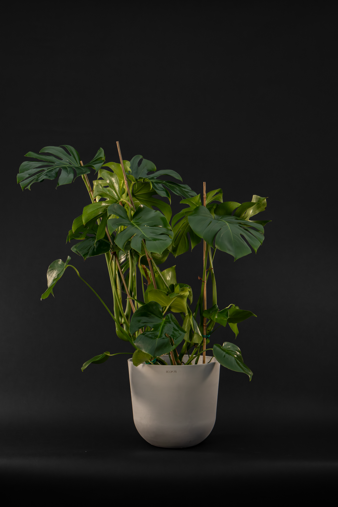 Монстера - Monstera Deliciosa mega