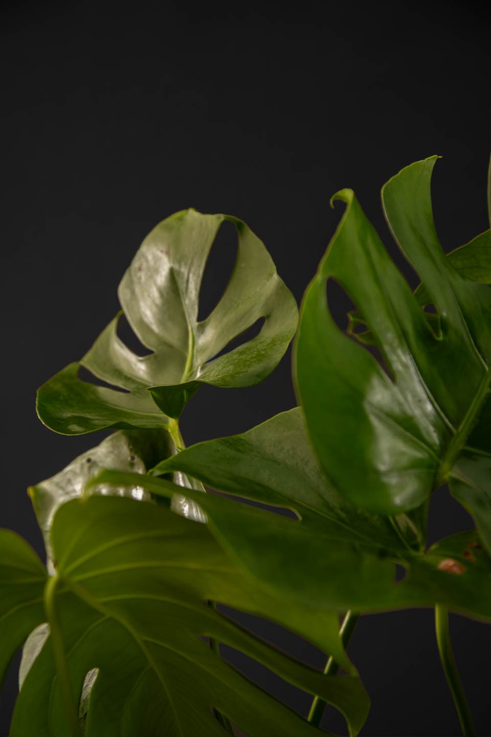 Монстера - Monstera Deliciosa Grand