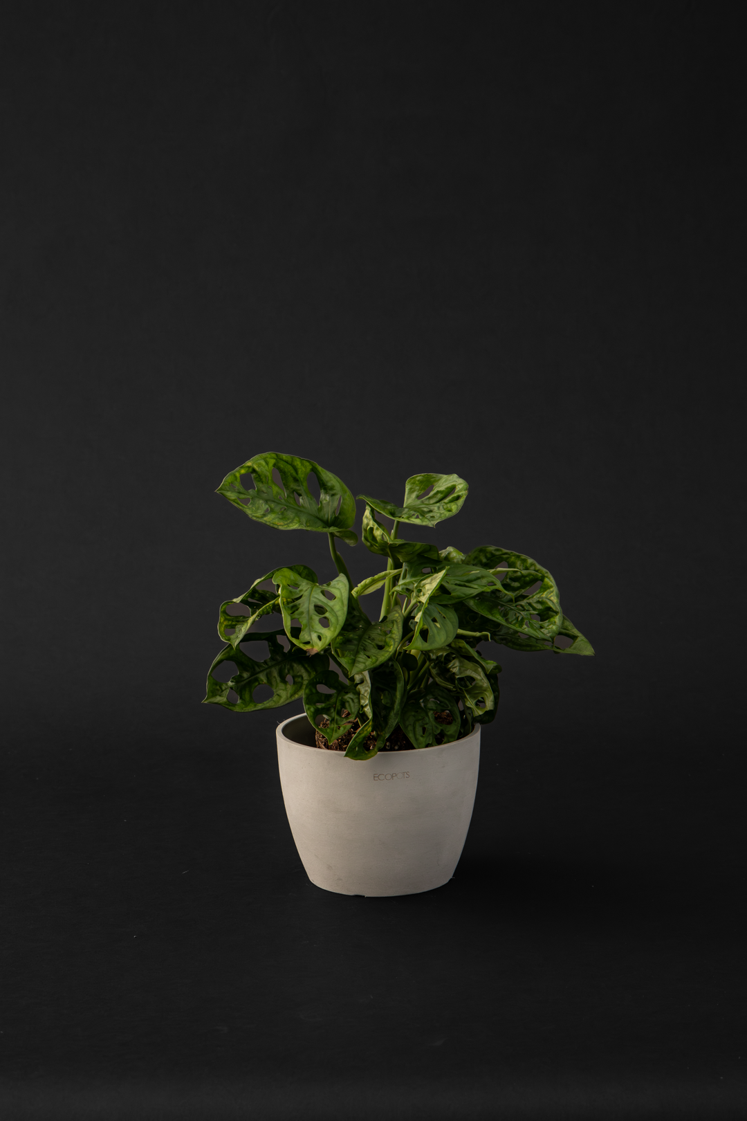 Монстера - Monstera Monkey mask