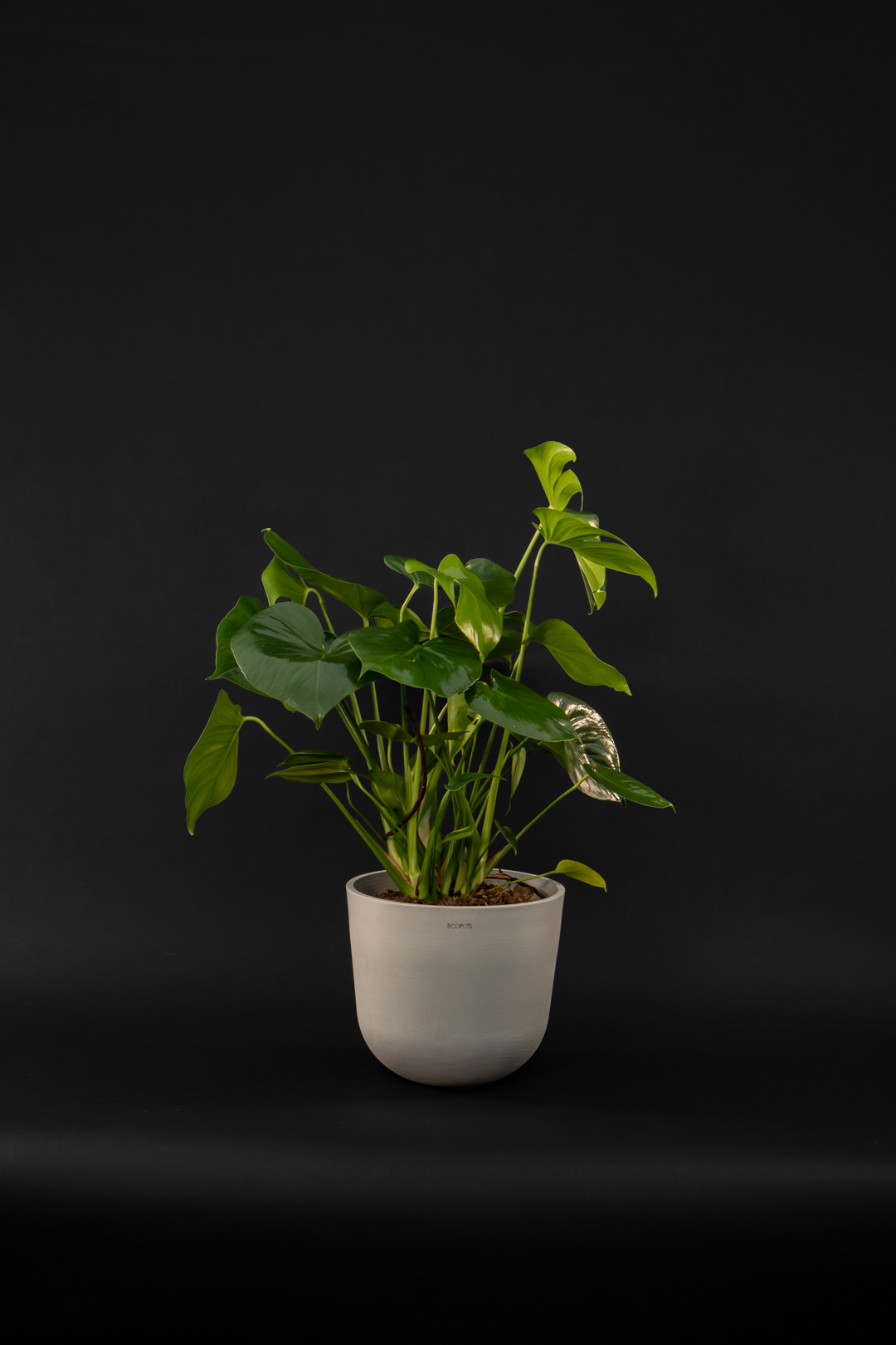 Монстера - Monstera Deliciosa Grand