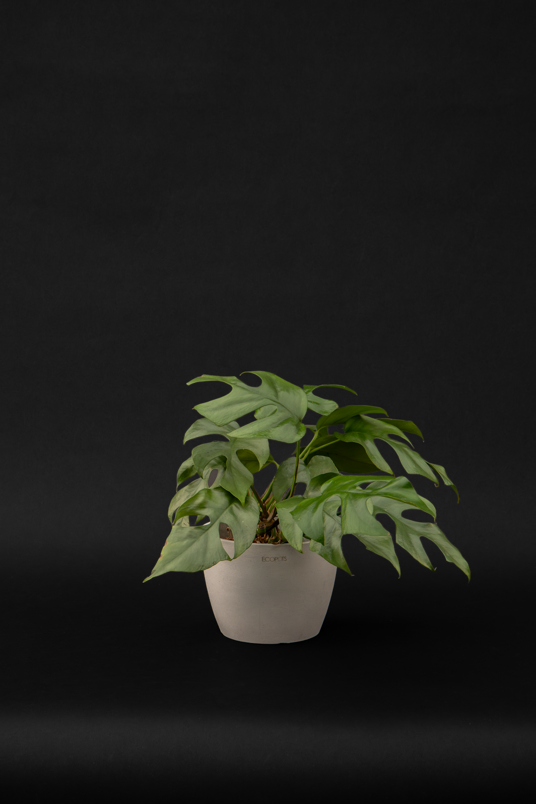 Монстера - Monstera Minima