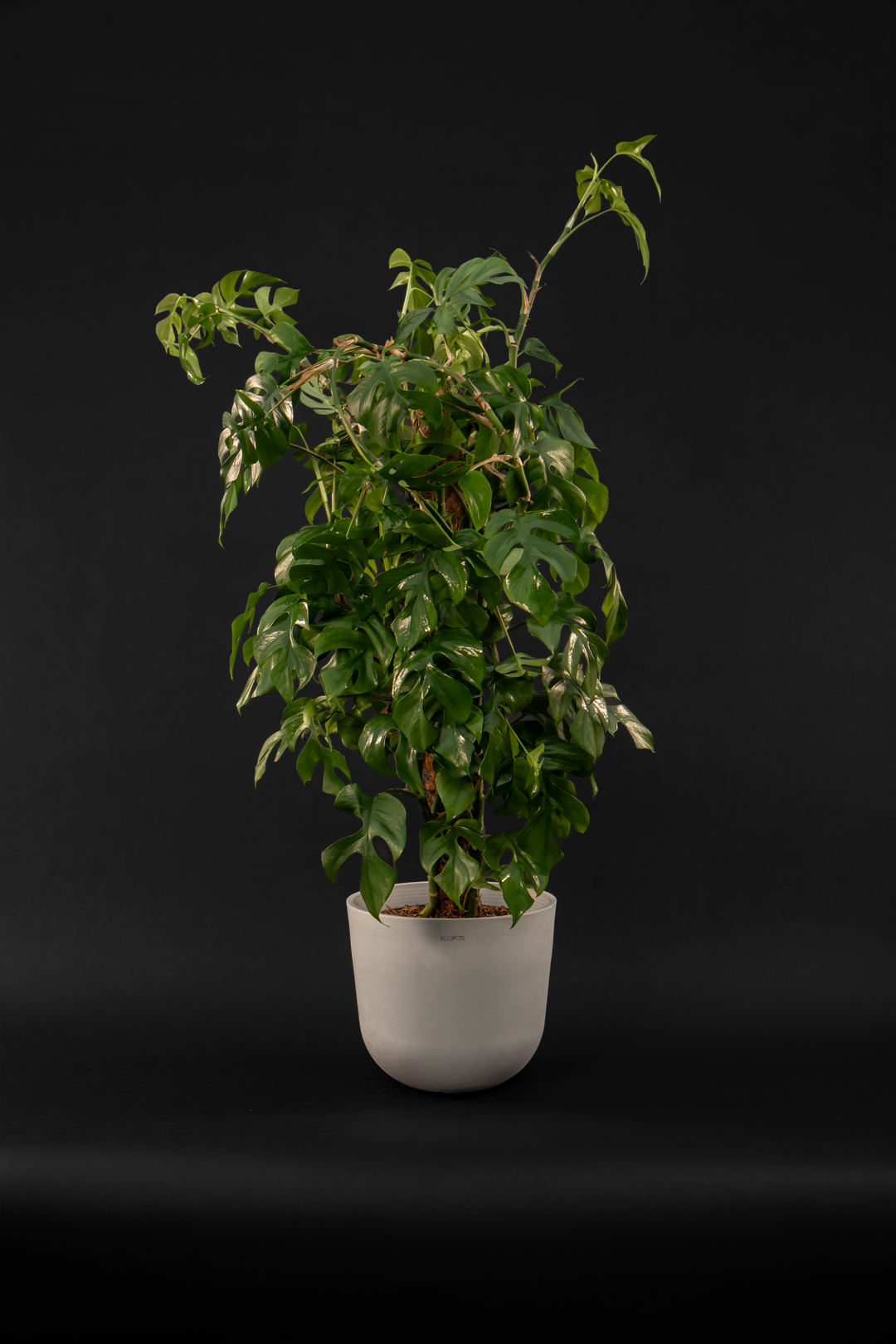 Монстера - Monstera Minima grand