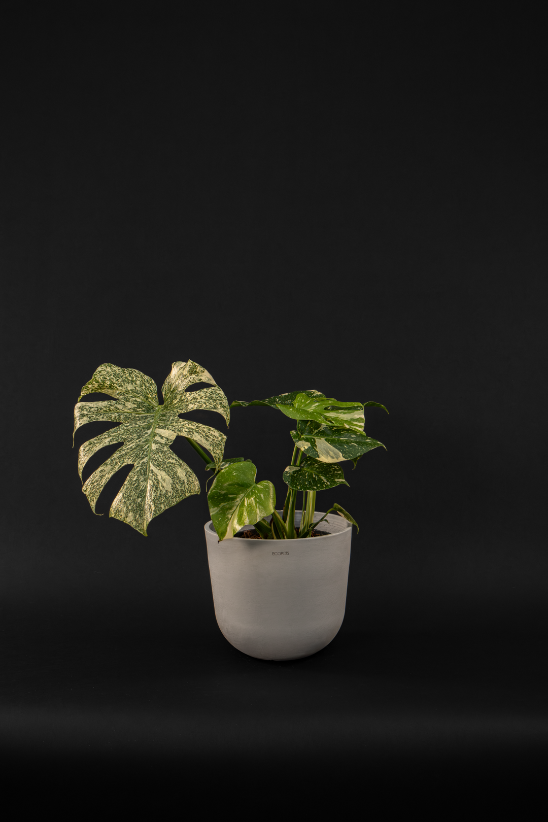 Монстера - Monstera Thai