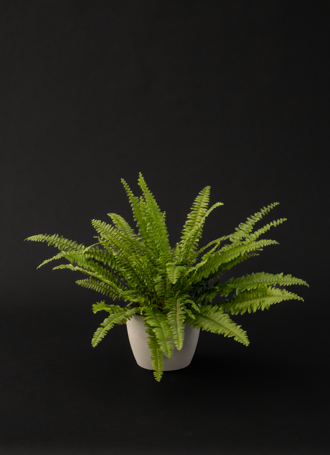 Папрат - Nephrolepis exaltata