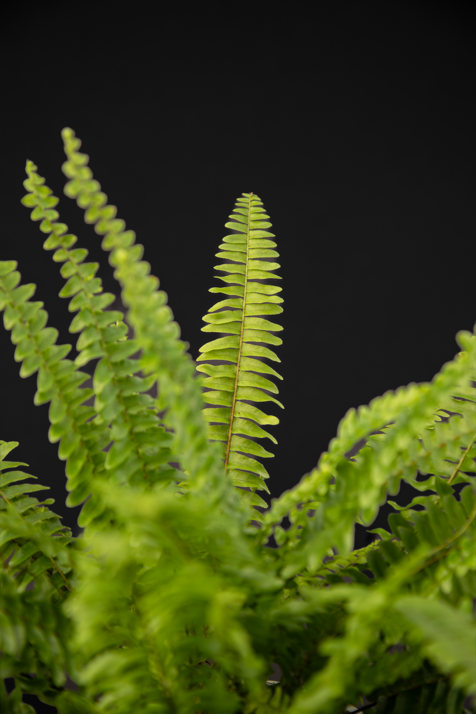 Папрат - Nephrolepis exaltata