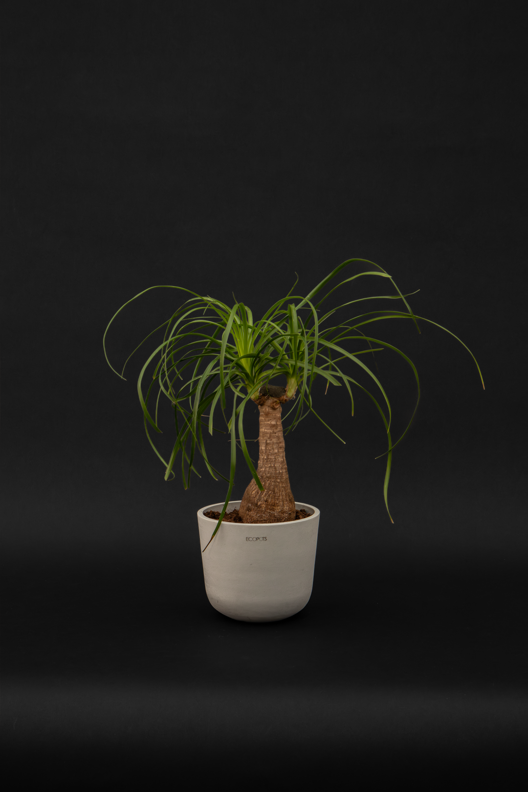 Нолина - Nolina Beaucarnea small